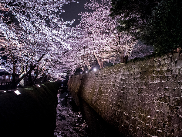 Kanazawa castle during sakura season