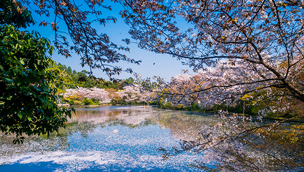 Kyoto during sakura season