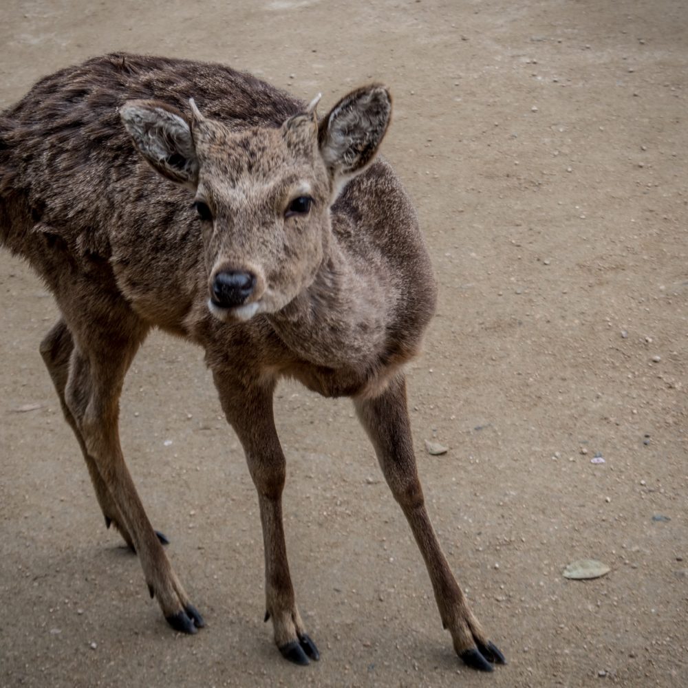 Deer in Miyajima