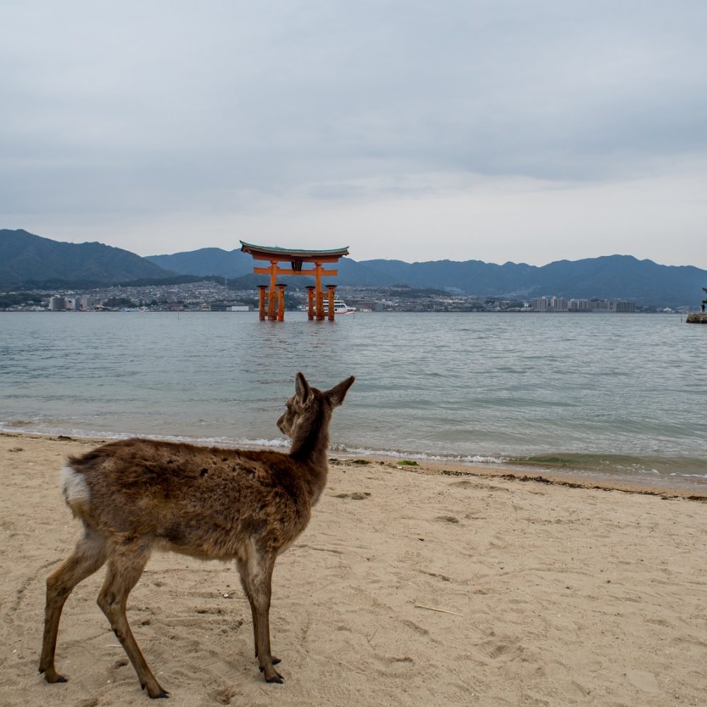Deer in Miyajima