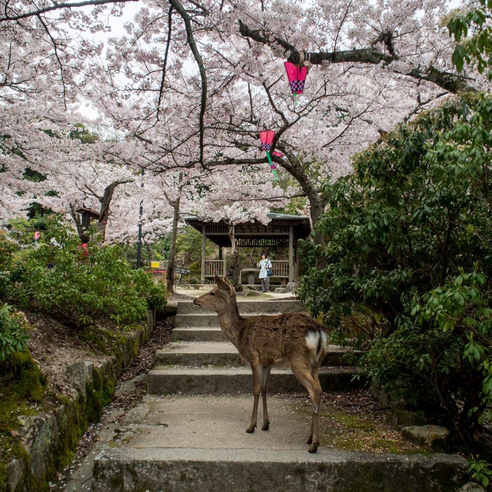 Deer in Miyajima