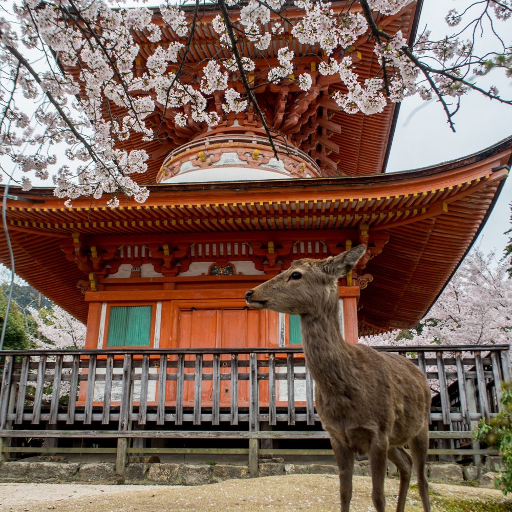 Deer in Miyajima