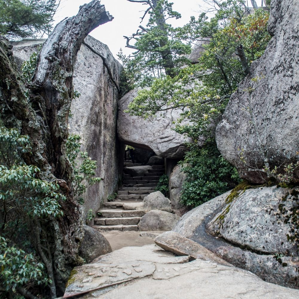 The trail