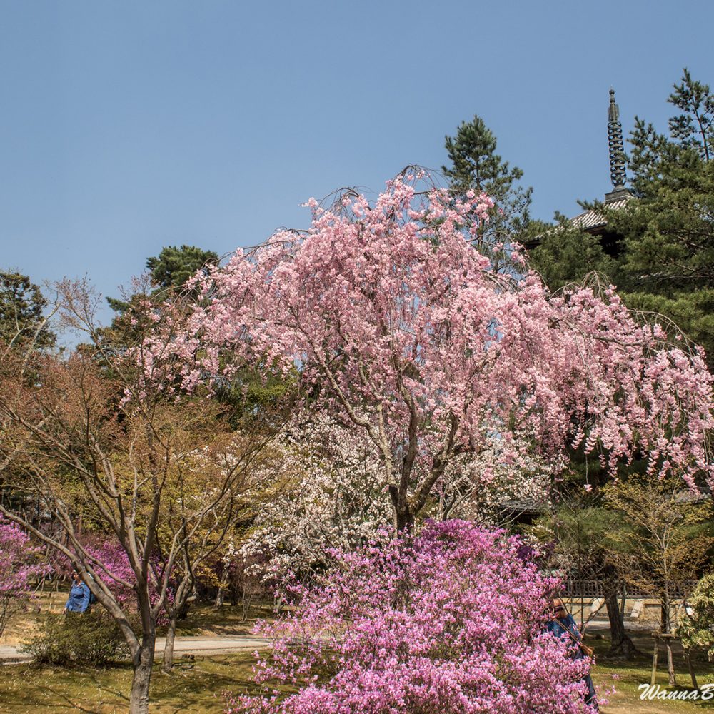 Ninnaji Temple