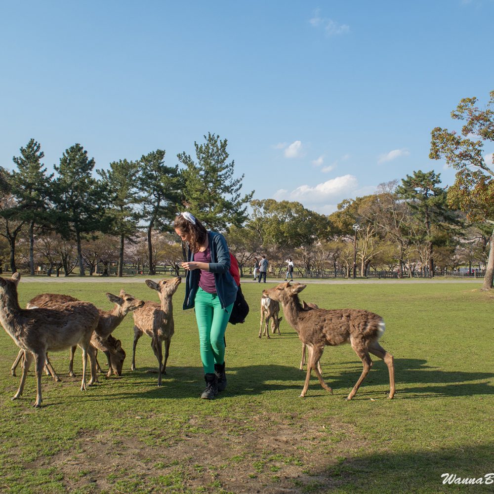 Nara deer
