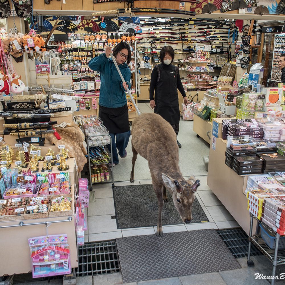 Nara deer getting kicked out of the shop