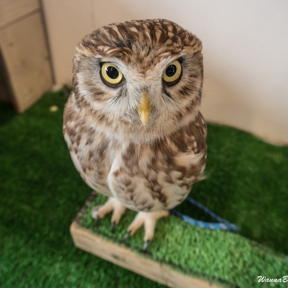 Owl cafe