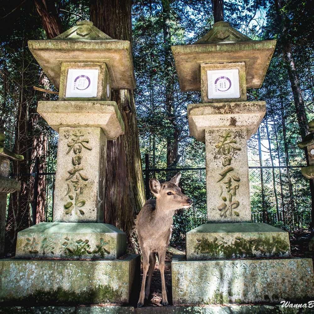 Nara deer