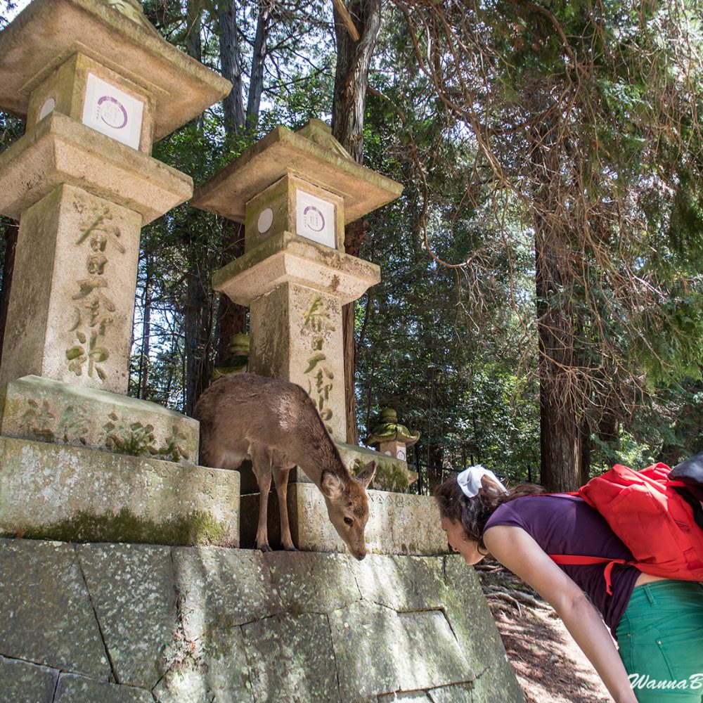 Nara deer bowing