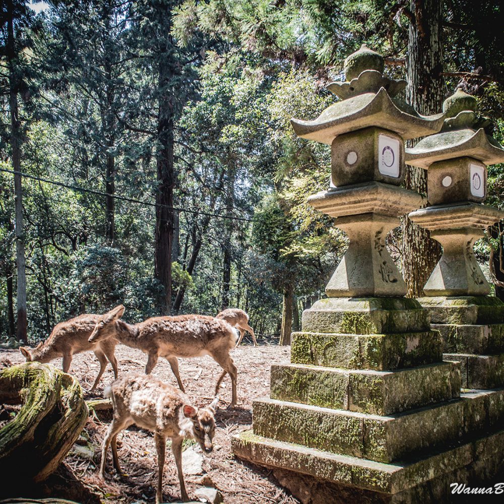 Nara deer