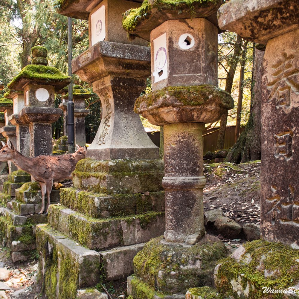 Nara deer