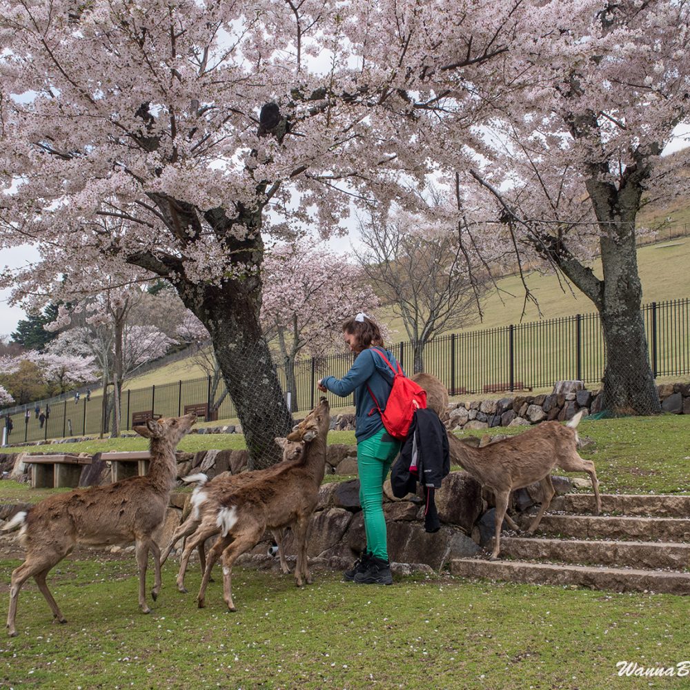 Nara deer