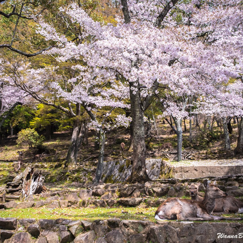 Nara deer