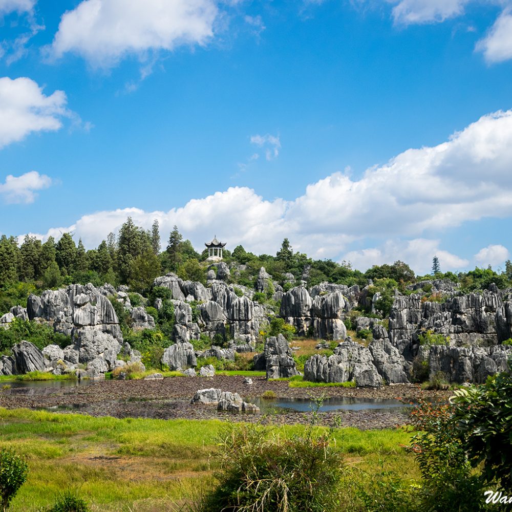 Stone Forest