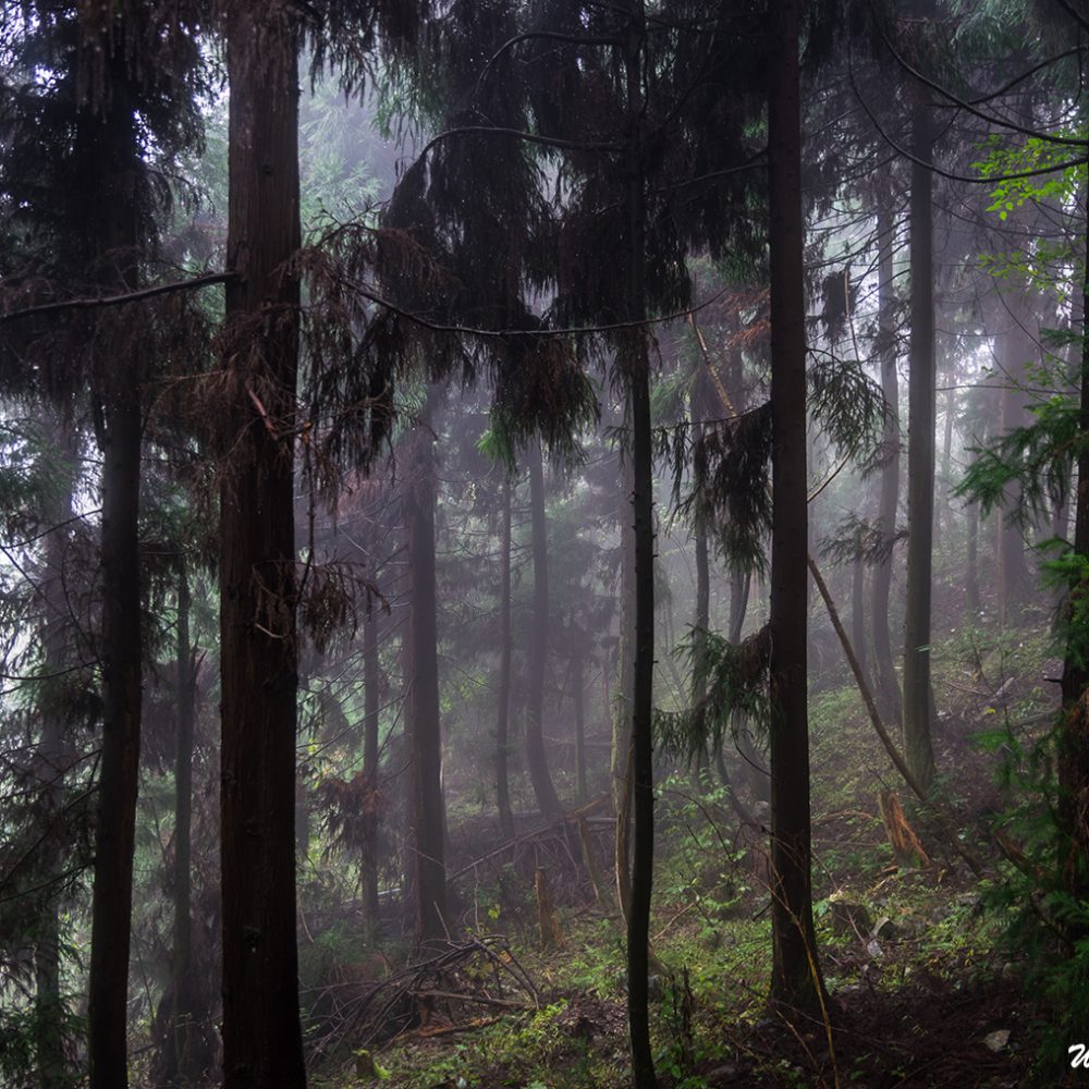 Hiking trail