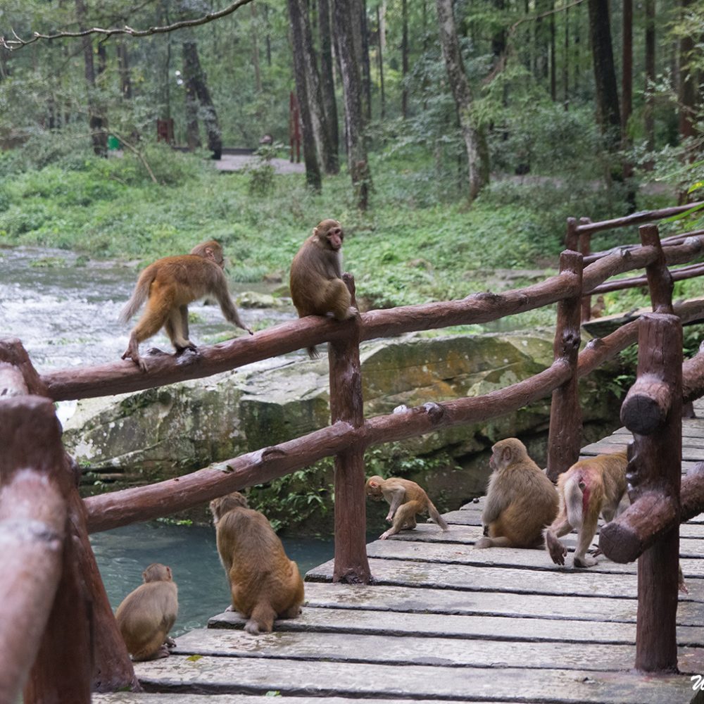The monkeys