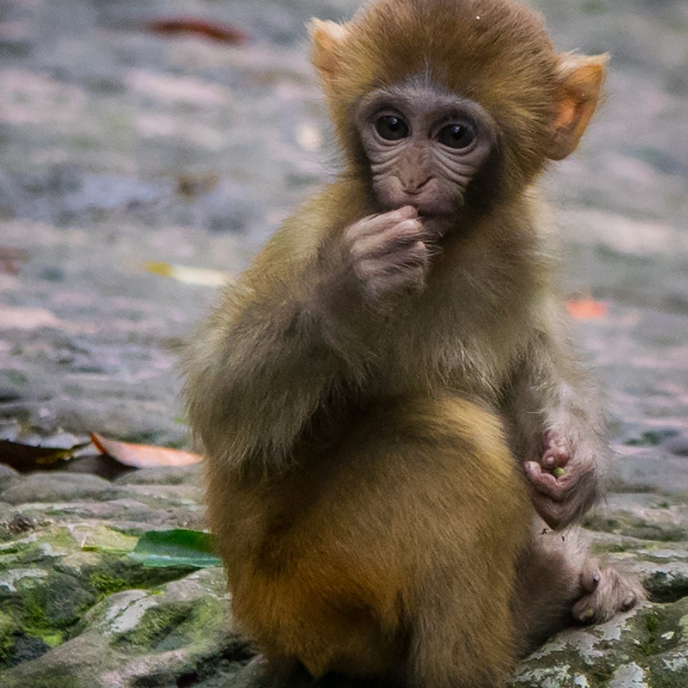 The monkeys