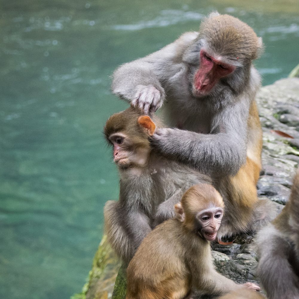 The monkeys