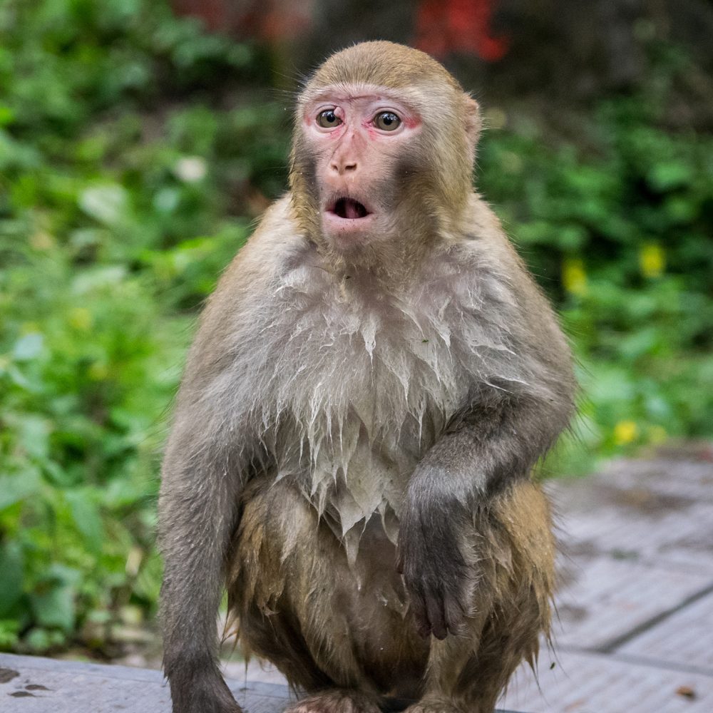 The monkeys