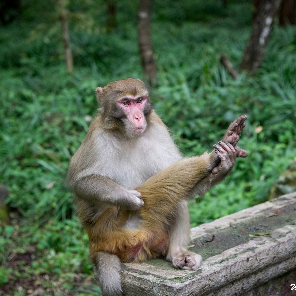 The monkeys