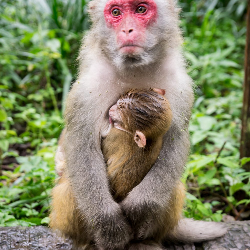 The monkeys