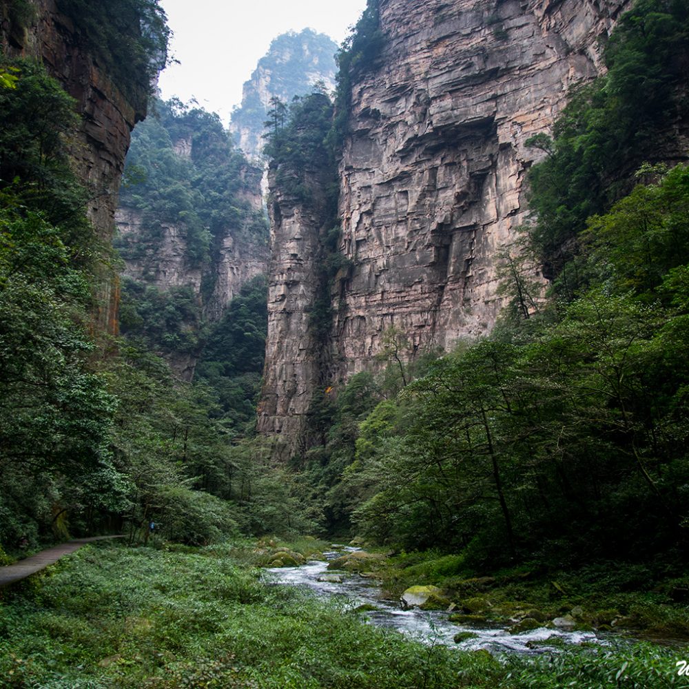 Golden Whip Streamtrail