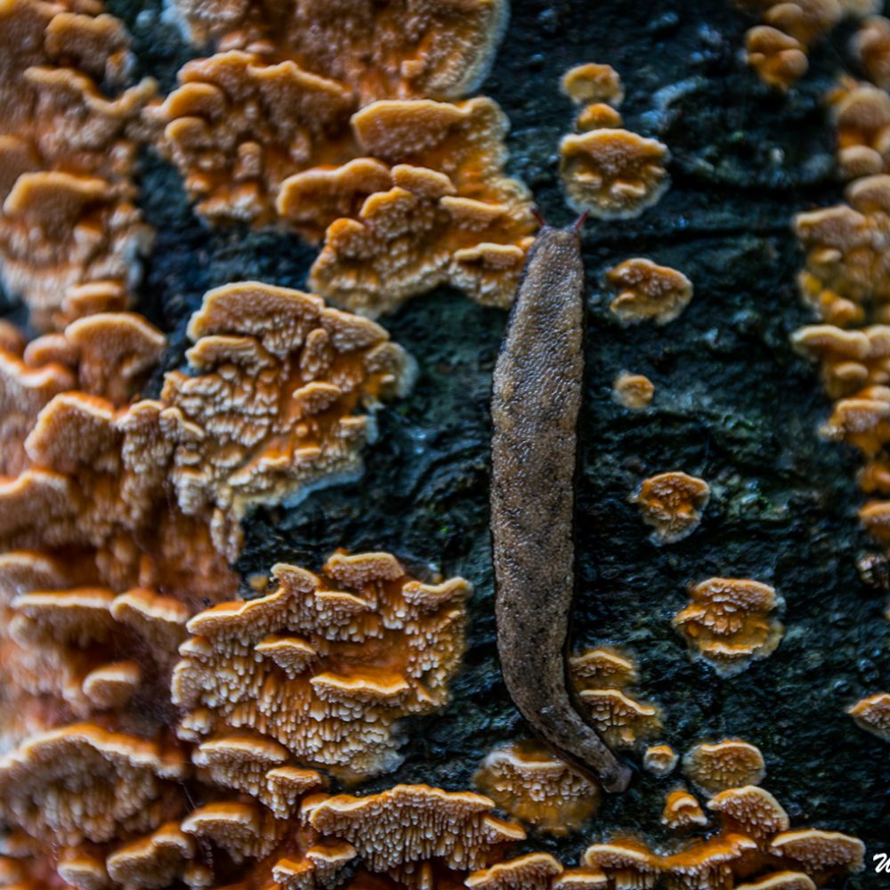 Hiking trail