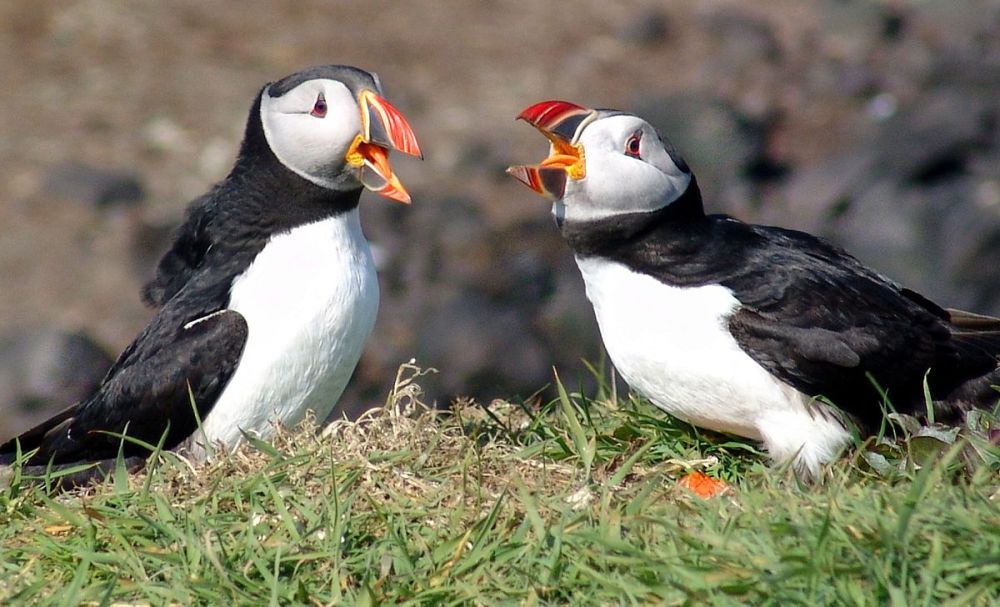 https://grapevine.is/news/2018/11/08/icelands-puffin-although-threatened-still-appears-on-menus/