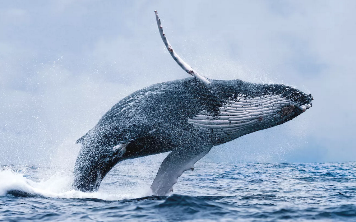https://guidetoiceland.is/book-holiday-trips/best-value-whale-watching-trip