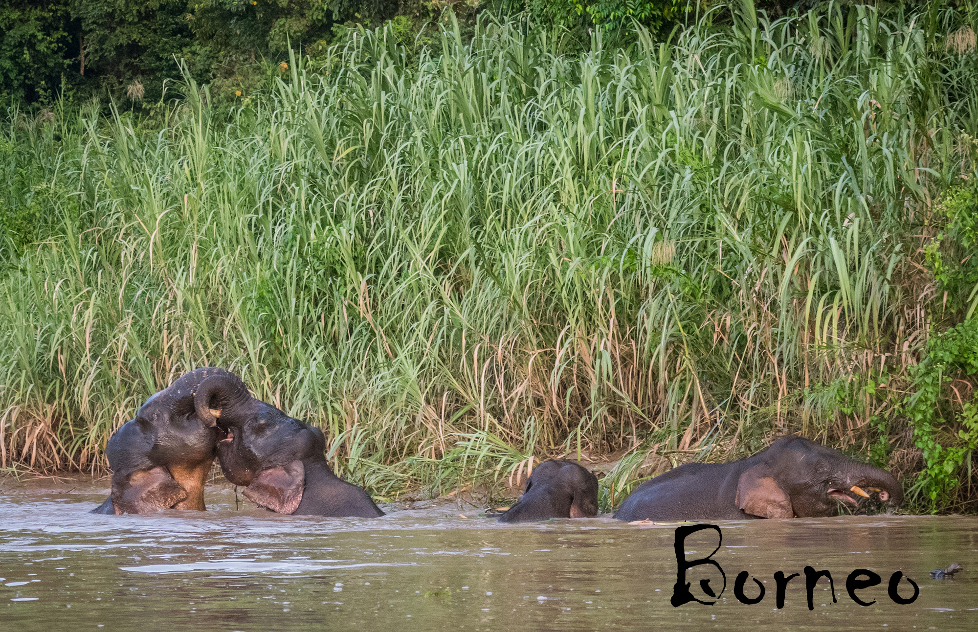 Borneo
