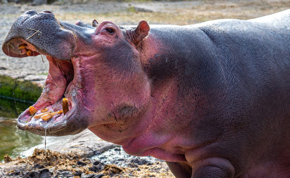 Copenhagen Zoo
