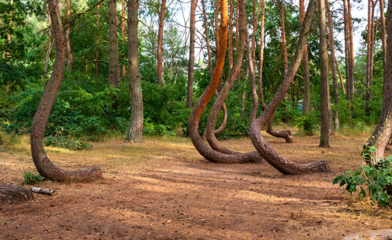 Crooked Forest